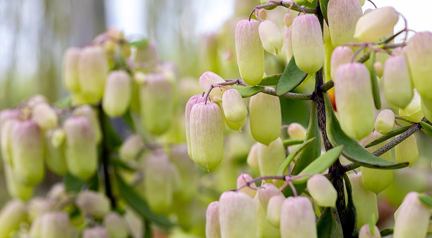 Каланхоэ Мэджик Беллс, Волшебные колокола, Magic Bells, Kalanchoe Magic Bells