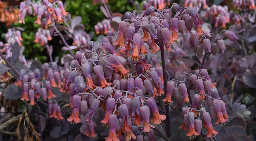 Каланхоэ Марнье, Kalanchoe marnieriana