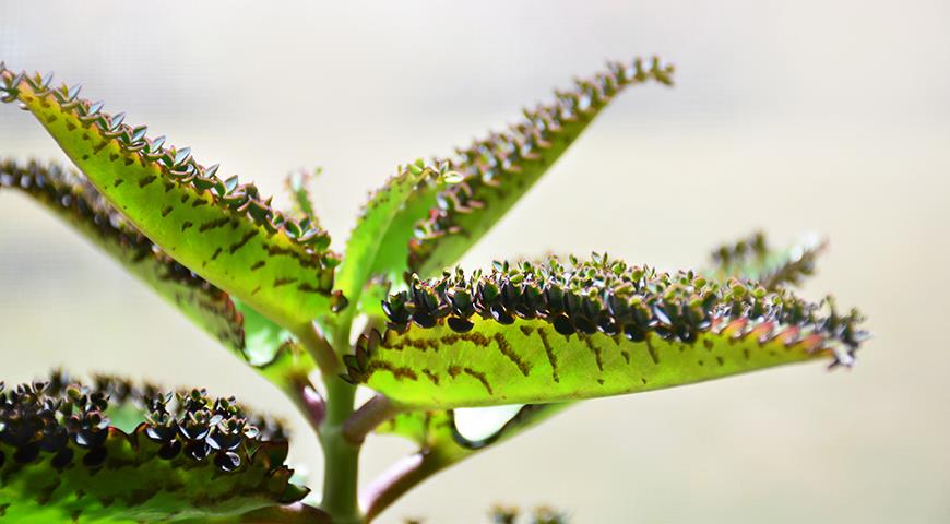 Каланхоэ Дегремона, Kalanchoe daigremontiana, Bryophyllum daigremontianum