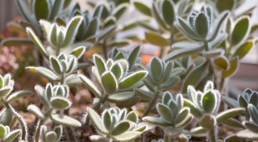 Каланхоэ эриофилла, или белоснежное, Голубое каланхоэ, Kalanchoe eriophylla, Snow White Panda Plant