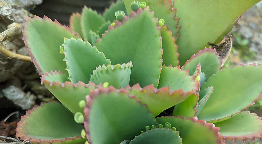 Каланхоэ перистое, или бриофиллум перистый, Kalanchoe pinnata, Bryophyllum pinnatum