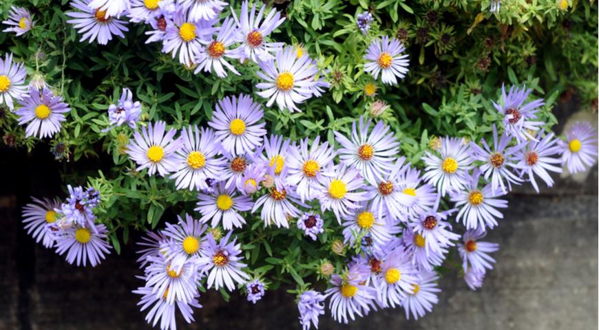 Астра Фрикарта (Aster х fricartii)