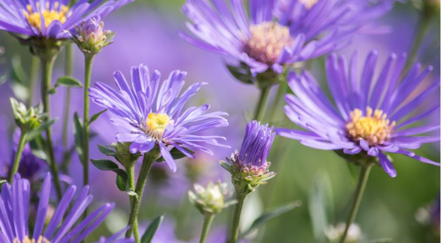 Астра итальянская (Aster amellus)