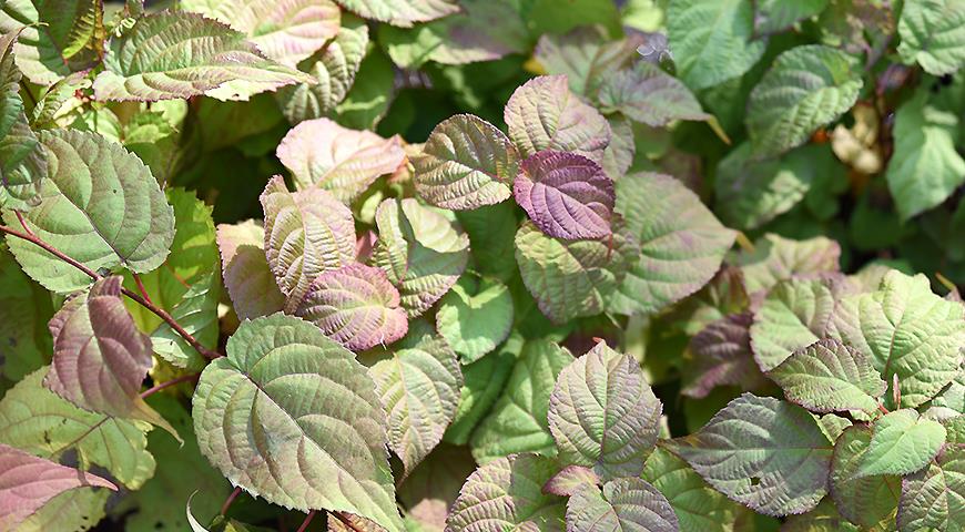 Актинидии коломикта Памяти учителя (Actinidia kolomikta)