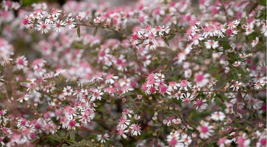 Астра бокоцветковая (Aster lateriiflorus)