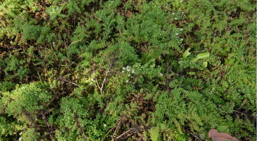 Астра вересковидная (Aster ericoides)