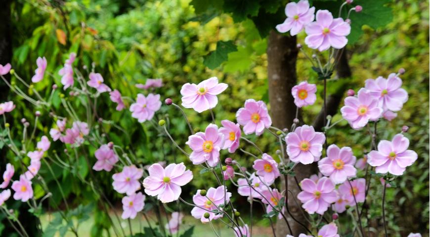 Анемона войлочная (Anemone tomentosa) Robustissima