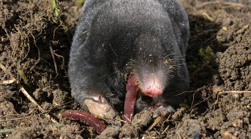  крот обыкновенный (Talpa europaea)