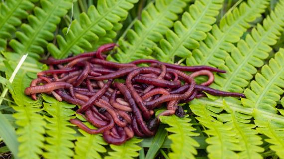 Собственное производство биогумуса с помощью червей