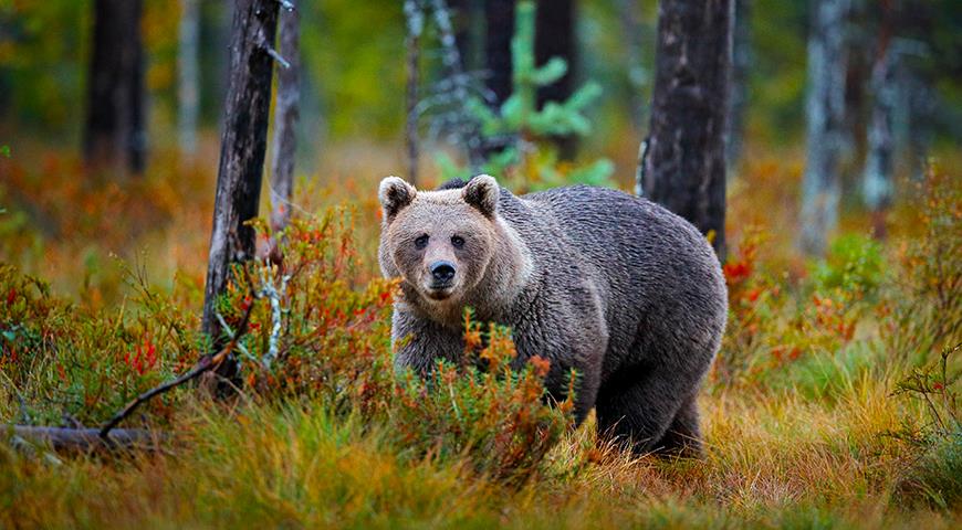 медведь в природе