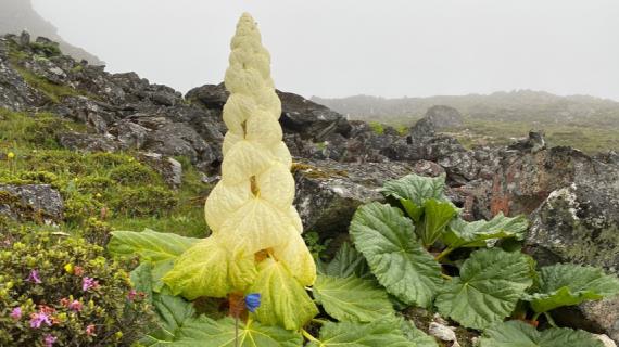 Редкий ревень в финале конкурса фотографий дикой природы