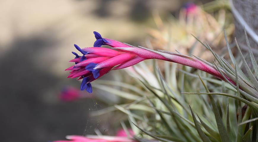 Тилландсия воздушноцветковая, или аэрантос, Tillandsia aeranthos