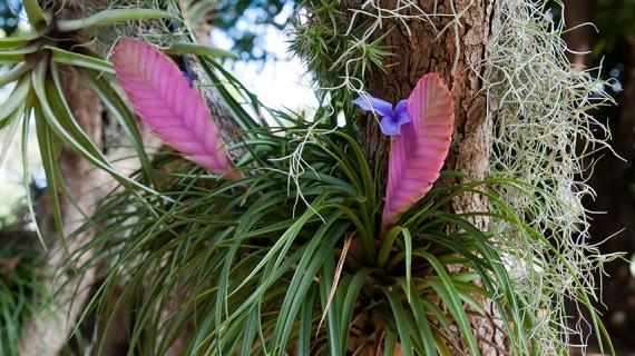 Тилландсия серая и зеленая, чем отличаются и как выращивать в домашних условиях