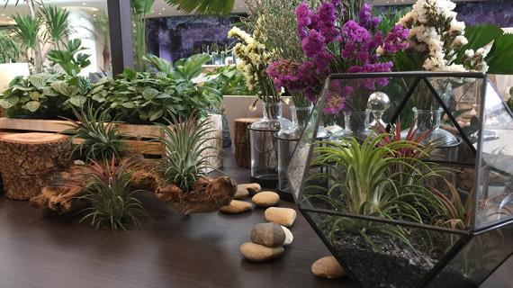 Атмосферные тилландсии, или атмосферники - загадочные воздушные эпифиты с простым характером