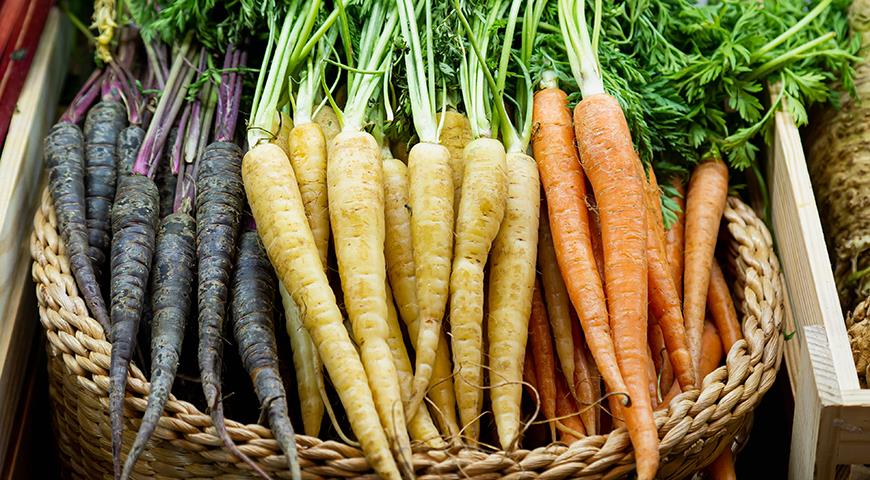 сорта и гибриды моркови