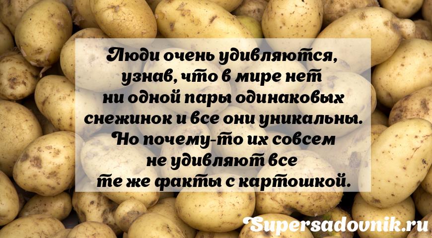 шутки и анекдоты на Supersadovnik