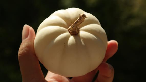 Мелкоплодная декоративная тыква