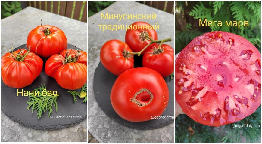 мясистый томат