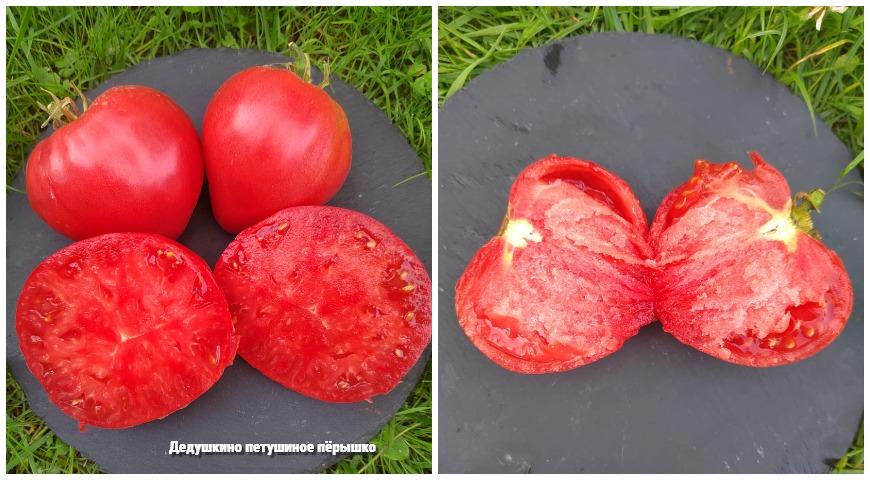 мясистый томат Дедушкино петушиное перышко