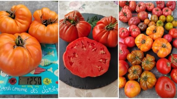Что такое мясистые томаты, лучшие сорта и мои секреты успеха