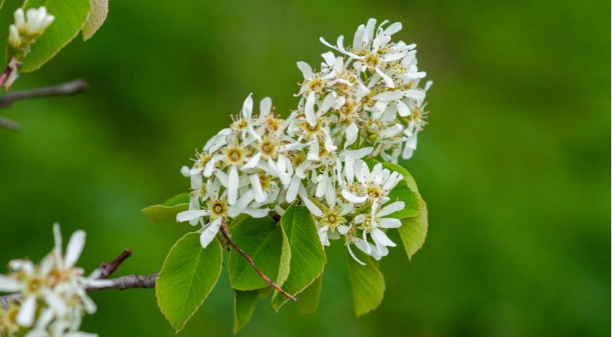 Ирга древовидная Amelanchier arborea