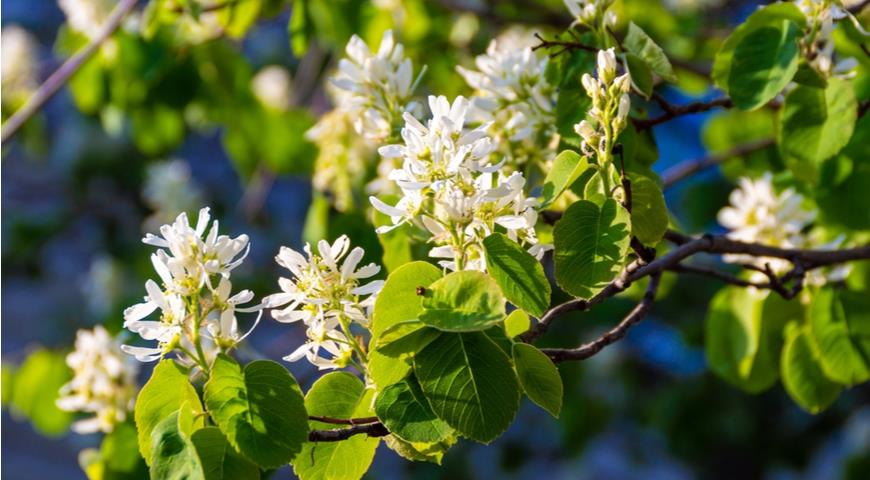 Ирга ольхолистная Amelanchier alnifolia