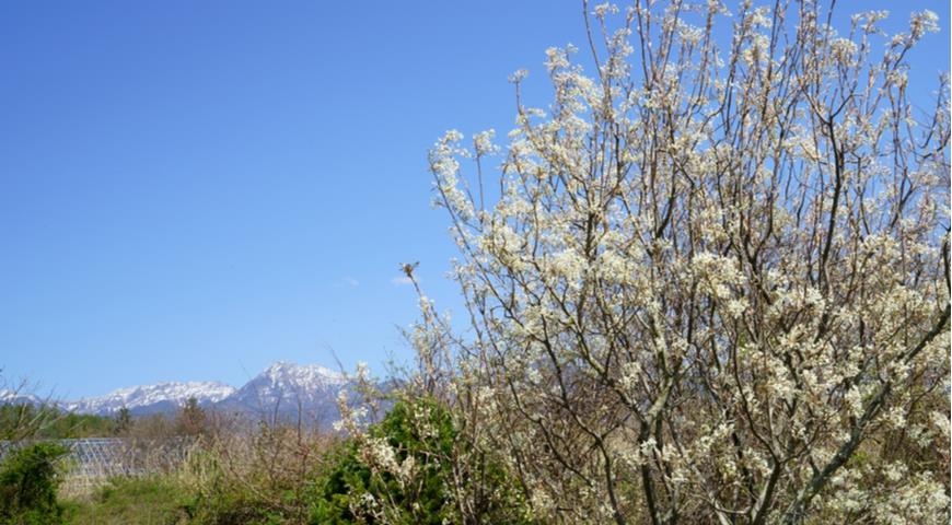 Ирга канадская (Amelanchier canadensis)