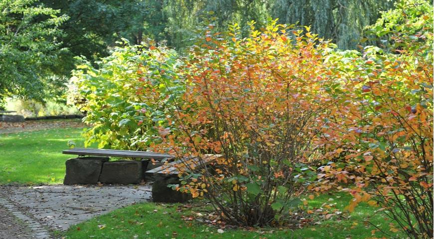 Ирга Ламарка (Amelanchier lamarckii)