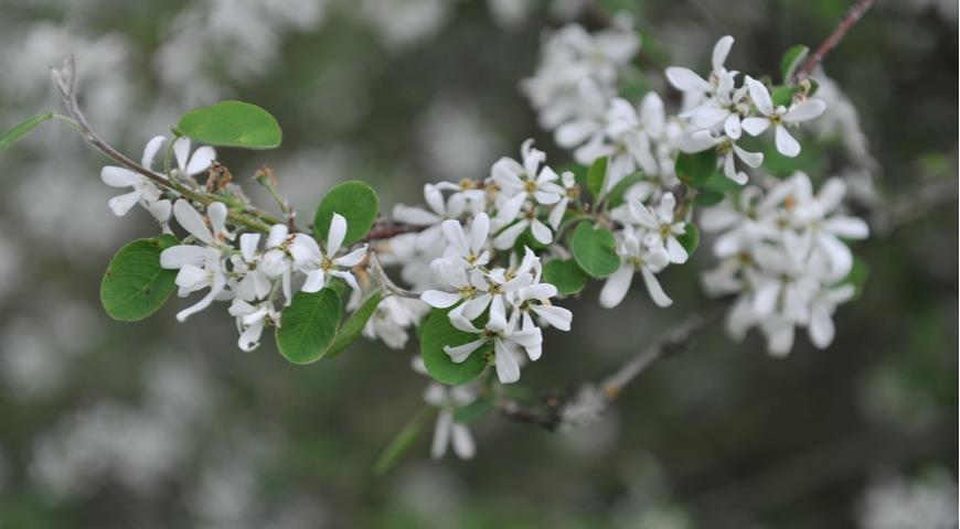 Ирга овальнолистная (Amelanchier ovalis)