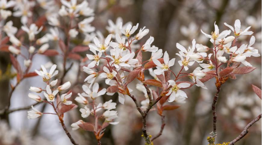 Ирга гладкая (Amelanchier laevis)