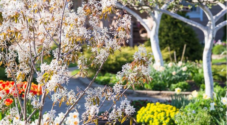 Ирга Ламарка Amelanchier lamarckii