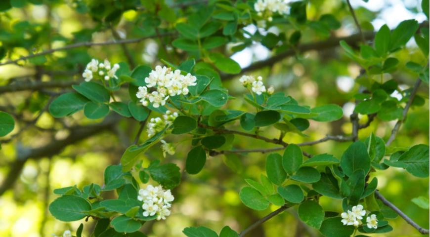 Ирга колосистая (Amelanchier spicata)