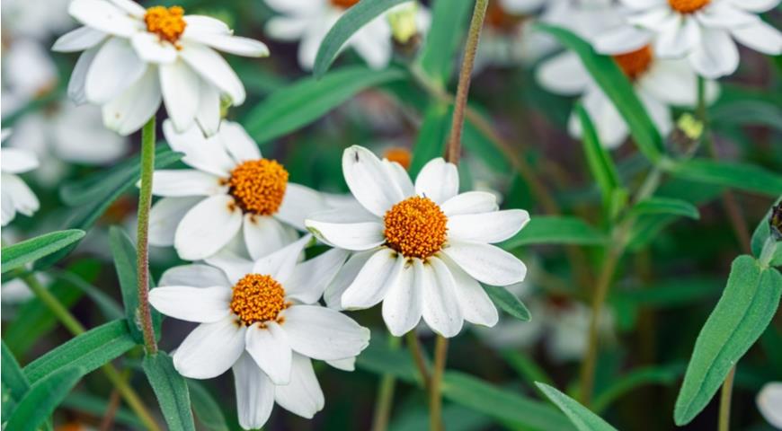 Zinnia angustifolia