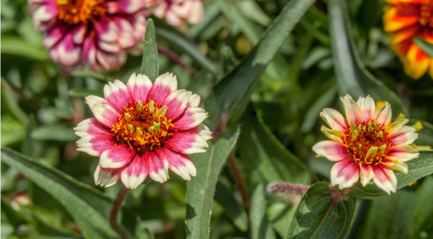 Mexican Zinnia (Zinnia haageana)