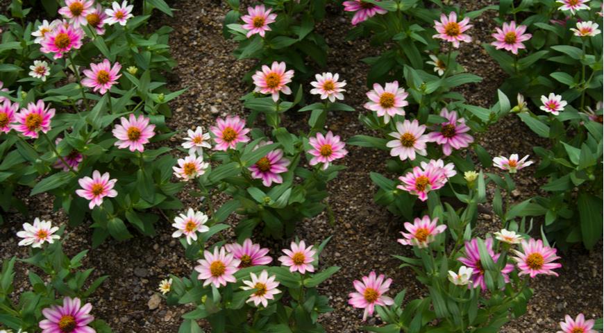 Zinnia linearis