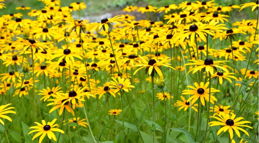 Рудбекия блестящая (Rudbeckia fulgida)