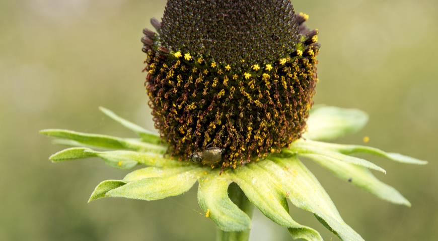 Rudbeckia alpicola