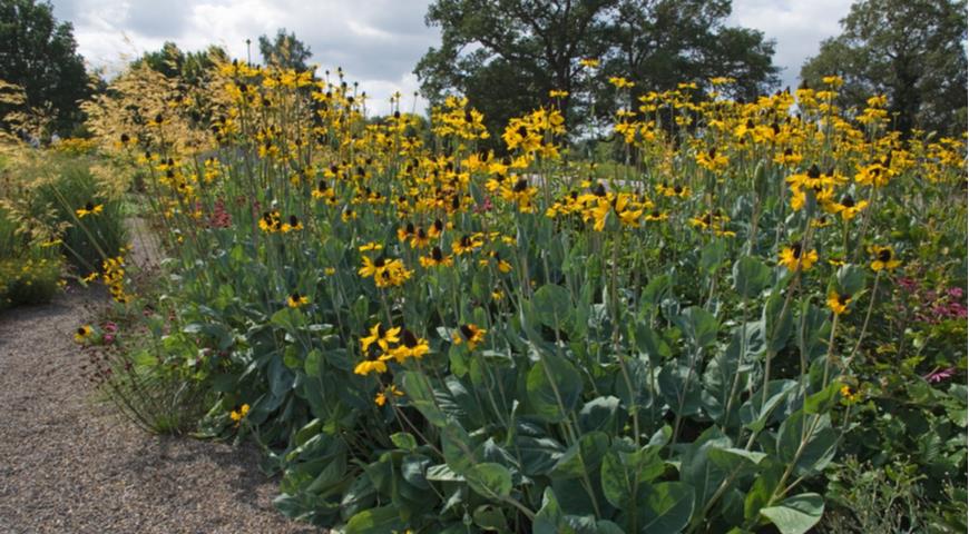 Рудбекия большая (Rudbeckia maxima)