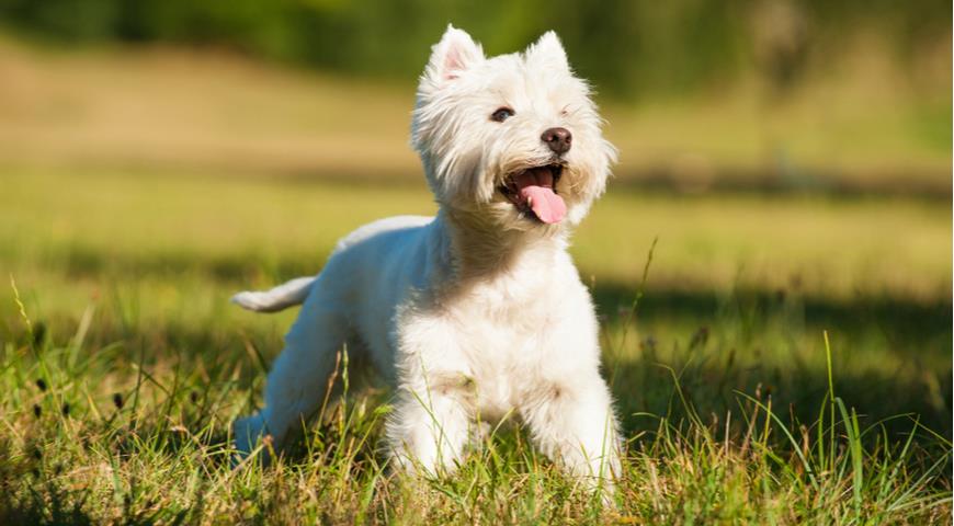 west highland white terrier