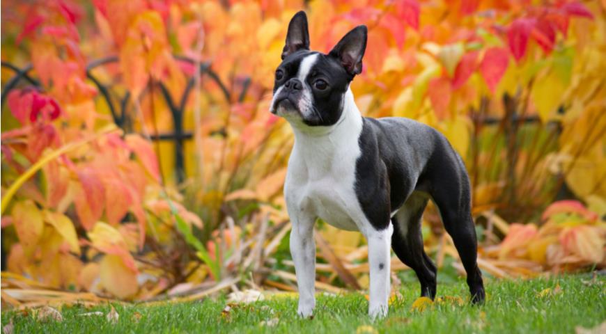 Boston Terrier