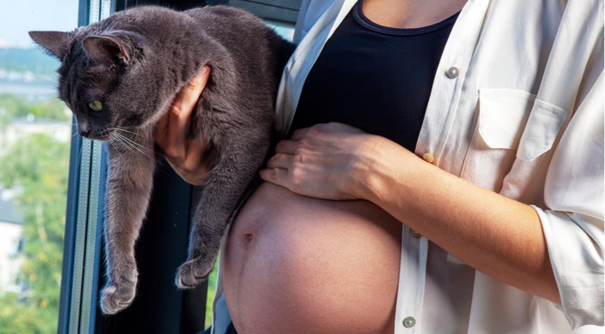 беременность, домашние животные, кошка, токсоплазмоз