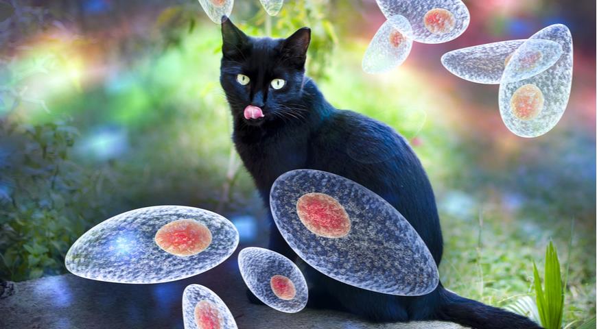токсоплазмоз у кошек