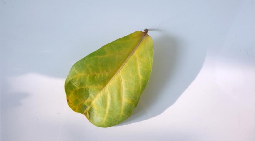 желтый лист миндаля при недостатке полива