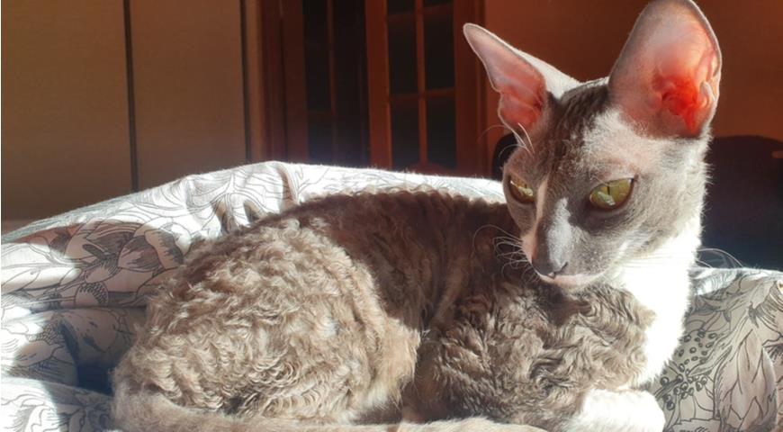 Корниш-рекс (The Cornish Rex)