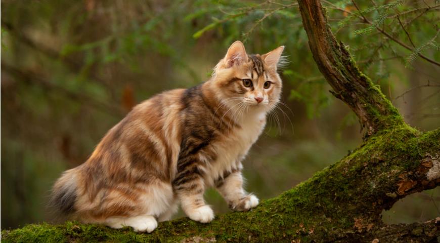 Курильский бобтейл (The Kurilian Bobtail)