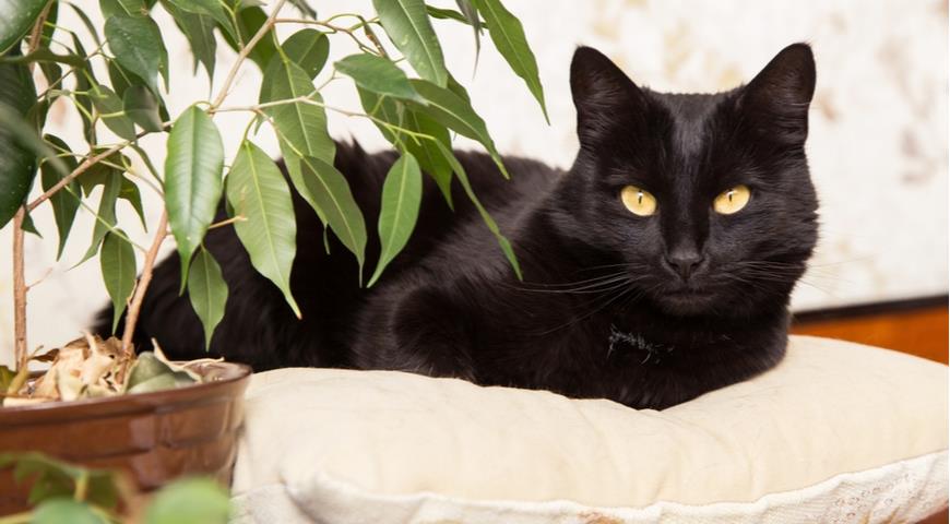 Бомбейская (The Bombay cat)