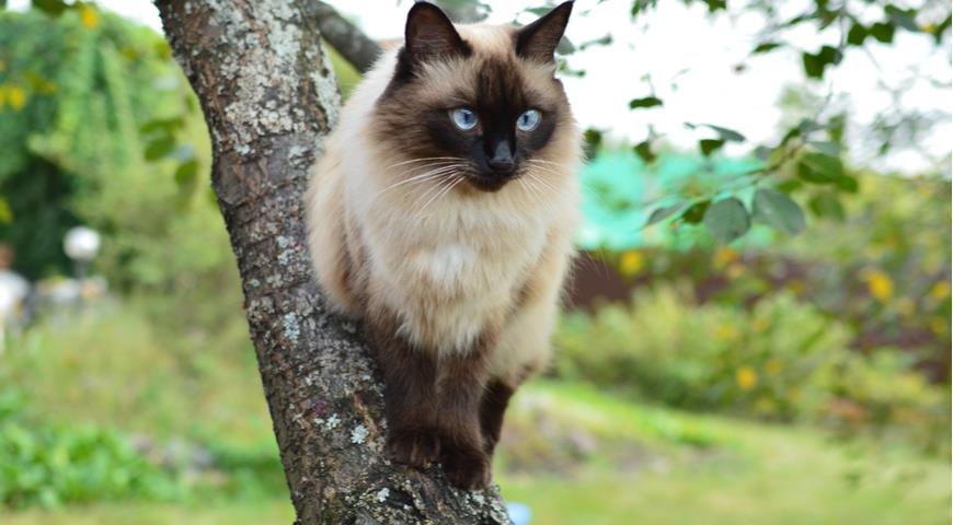 Балинезийская (The Balinese cat)