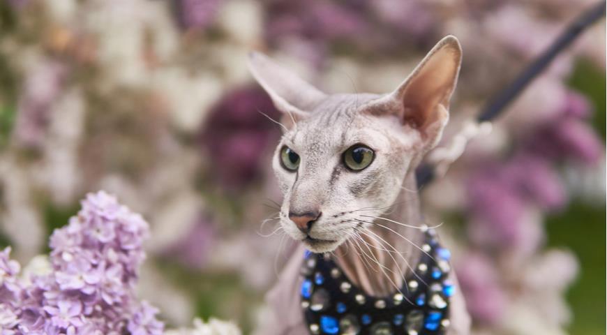 Петербургский сфинкс, Петерболд (The Peterbald, Petersburg Sphynx)