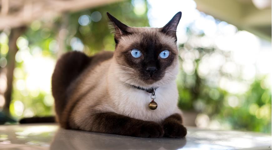 Сиамская (The Siamese)