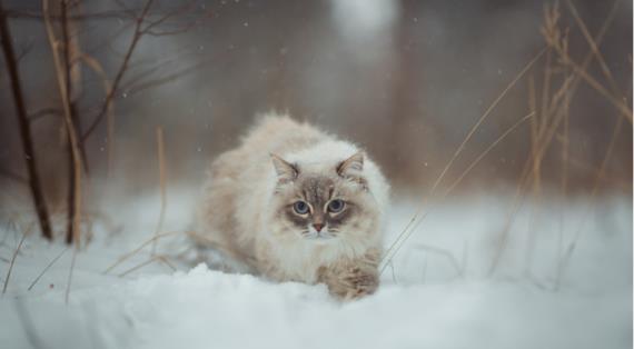 Сибирская кошка, уникальная российская порода из тайги